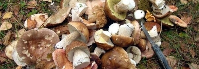 Как отличить ядовитые грибы от съедобных: подробный гид по грибам Нижегородской области | Новости NN.RU